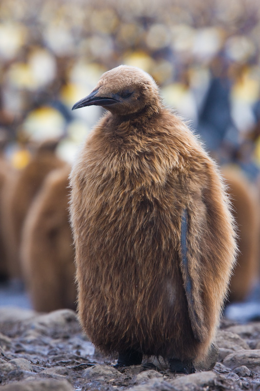 Juvenile King Penguin